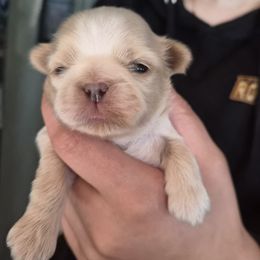 Cream boy - Cream and white male Shih Tzu puppy in Green Valley Lake, California from All American Shih Tzu Puppies
