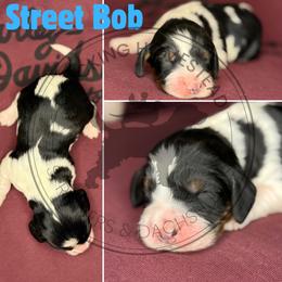 Street Bob - Black white and tan male English Springer Spaniel puppy in Fond Du Lac, Wisconsin from Clucking Homestead Springers & Dachshunds