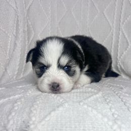 Moana - Black and white female Pomsky puppy in Henderson, Kentucky from Paris Pomskies