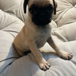 Pug Puppies from Pugs Puppies 🐶