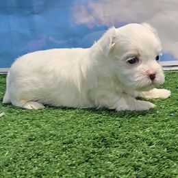 Archie - White male Maltese puppy in Aurora, Missouri from KnJ Precious Paws LLC