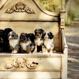 Bernedoodle and Pyredoodle Puppies from FDF Pyredoodles & Bernedoodles