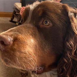 Oliver - English Springer Spaniel