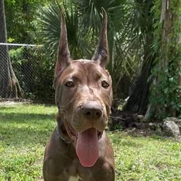 Great Dane Puppies from F&B Kennels