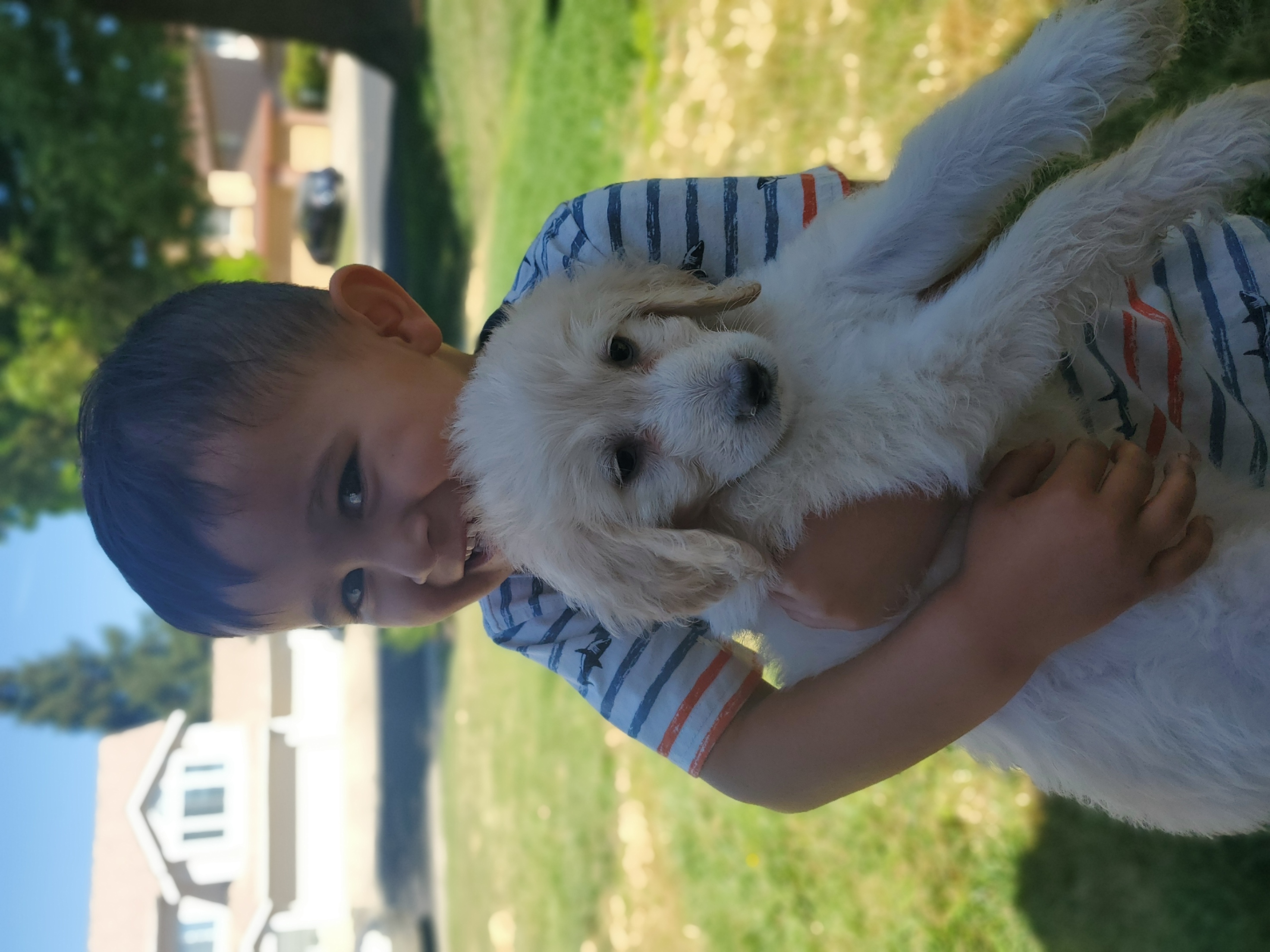 Goldendoodle Puppies from Americana Paws