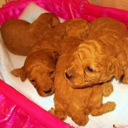 Poodle Puppies from Lowry Toy Poodles