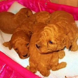 Poodle Puppies from Lowry Toy Poodles