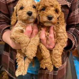 Cockapoo Puppies from Ouachita River Cockapoos