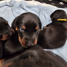 Doberman Pinscher Puppies from KJC Champion Kanines