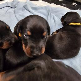 Doberman Pinscher Puppies from KJC Champion Kanines