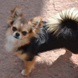 Marco - Chihuahua
