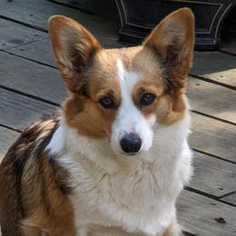 Scarlett - Pembroke Welsh Corgi