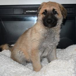 Clover - Sable female German Shepherd puppy in Fredericksburg, Pennsylvania from Haus Skyborne Shepherds KL 12750