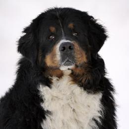 Dapper Bear - Bernese Mountain Dog