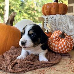 Milkshake 2800 - Piebald male Dachshund puppy in Hendersonville, North Carolina from Snarky Doxy Miniature Dachshunds