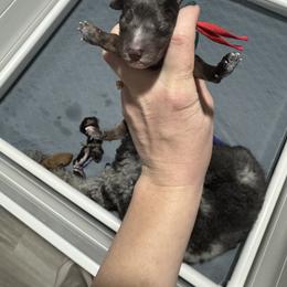 Red collar - Blue merle male Bernedoodle puppy in Lehi, Utah from Our Little Farm Life Doodles