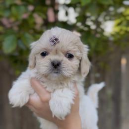 Opalescent Lapis - White male Shih Tzu puppy in Cedar Hill, Texas from Puppy Paper House