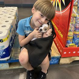 Chihuahua puppies from LaythStone