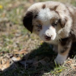 Australian Shepherd, Miniature American Shepherd, and Toy Australian Shepherd Puppies from Blue’s Family Aussies
