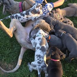 Great Dane Puppies from DeVine Danes