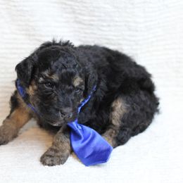 Boy 3 - Phantom Bernedoodle puppy in Riverdale, Utah from La Di Da Doodles