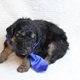 Boy 3 - Phantom Bernedoodle puppy in Riverdale, Utah from La Di Da Doodles