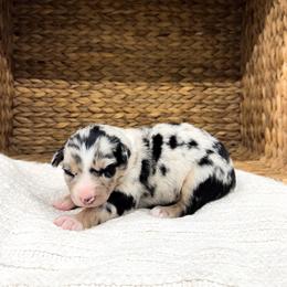 Dolly - Blue merle female Australian Shepherd puppy in Unionville, Iowa from Soap Creek Kennels