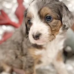 Aussiedoodles, Cavalier King Charles Spaniels, and Cavapoos from Shelby Paws