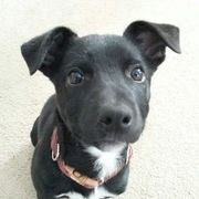 Border Collies, Sporty Mixes, Staffordshire Bull Terriers, and Whippets from Painted Stars Farm