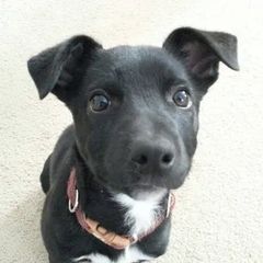Border Collies, Sporty Mixes, Staffordshire Bull Terriers, and Whippets from Painted Stars Farm