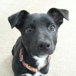 Border Collies, Sporty Mixes, Staffordshire Bull Terriers, and Whippets from Painted Stars Farm