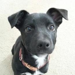 Border Collies, Sporty Mixes, Staffordshire Bull Terriers, and Whippets from Painted Stars Farm