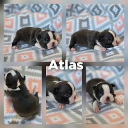 Atlas - Black brindle and white male Boston Terrier puppy in Billings, Missouri from Azaleas Euro Boxers & Boston Terriers
