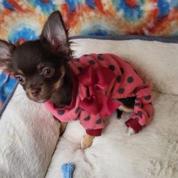 Chihuahuas from Kimber's Chihuahuas