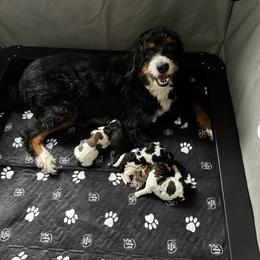 Bernedoodle, Cockapoo, and Goldendoodle Puppies from Avery Doodle Day LLC