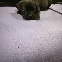 Girl 1 - Black brindle female Cane Corso puppy in Jasper, Alabama from C&M Cane Corso