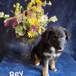 Rey - Black tri-color female Australian Shepherd puppy in Smithfield, Utah from Invictus Farms