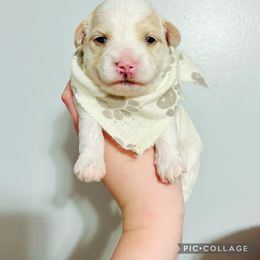 Maltese, Maltipoo, Poodle, and Yorkshire Terrier Puppies from Paw Perfect Pets