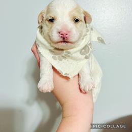 Maltese, Maltipoo, Poodle, and Yorkshire Terrier Puppies from Paw Perfect Pets