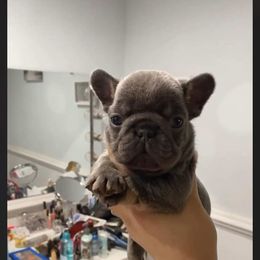 Girl 2 - French Bulldog puppy in Roanoke Rapids, North Carolina from Ferrell’s Frenchies