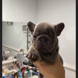 Girl 2 - French Bulldog puppy in Roanoke Rapids, North Carolina from Ferrell’s Frenchies