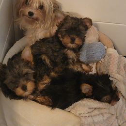 Great Dane and Yorkshire Terrier Puppies from Chuck City Danes