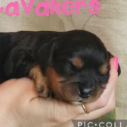 Tulip - Black and tan female Cavalier King Charles Spaniel puppy in Racine County, Wisconsin from Hough's Danes and Cavaliers