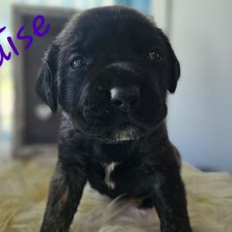 Louise - Brindle female Mastiff puppy in Linton, Indiana from Riggins Mastiffs and Danes