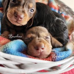 Dachshund Puppies from EB's Cajun Lil' Doxies