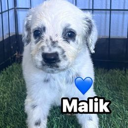 Malik - long coat - White and black male Dalmatian puppy in Sedalia, Missouri from Missouri Dalmatians