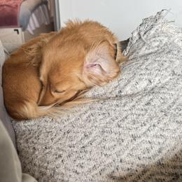 Dachshunds from Pint Size Pup