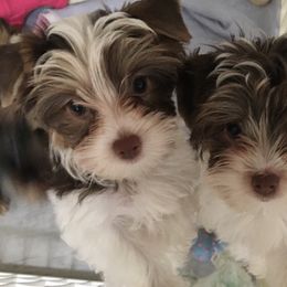 Yorkshire Terrier Puppies from Toy Town Yorkies
