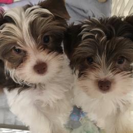 Yorkshire Terrier Puppies from Toy Town Yorkies