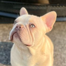 Fusion - French Bulldog